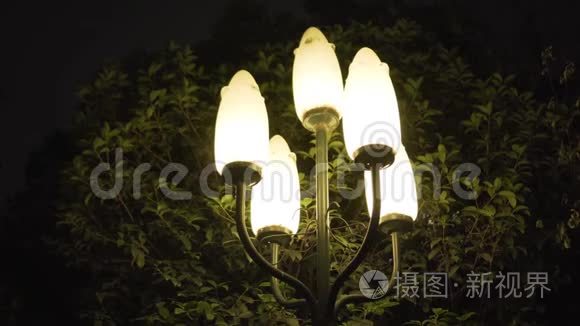 绿树前的夜柱灯