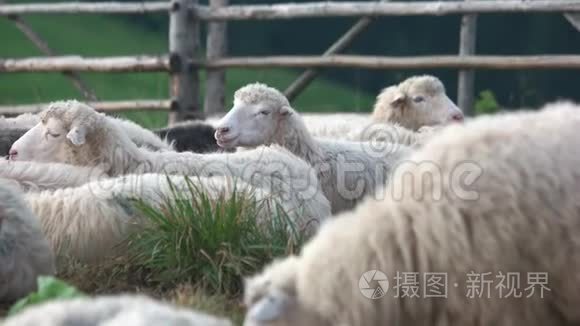 在牧场附近放牧的羊群。