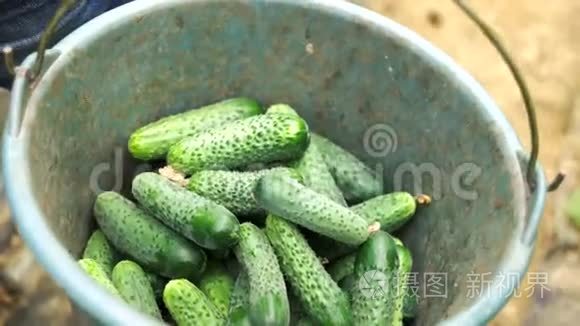 新收获的黄瓜桶.短视频