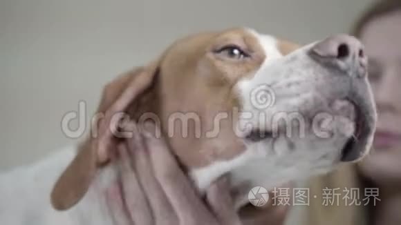 兽医诊所的英文指针犬。 兽医女用裸眼镜看着漂亮的狗