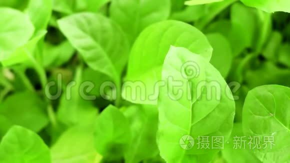 绿色烟叶特写栽培植物视频