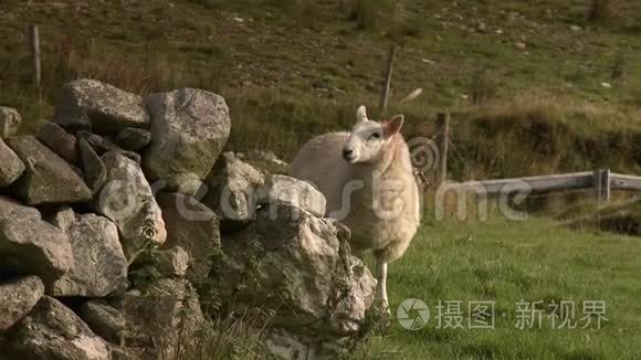 野外绵羊的手持视频