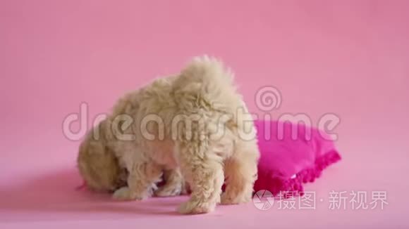 小狗在粉色背景上玩枕头视频