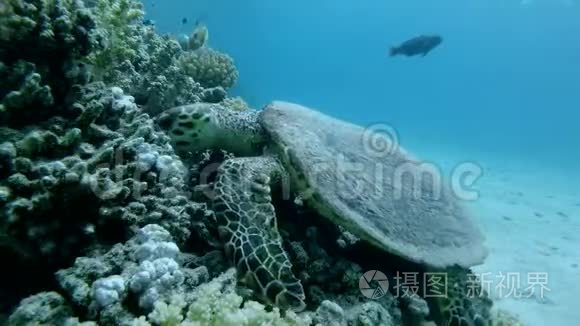 海龟坐在珊瑚礁上，吃软珊瑚。 鹭海龟或鹭海龟