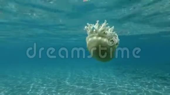 水母在水面下的蓝色水中游泳 上移的水母 仙后座和仙女座mp4格式视频下载 正版视频编号02texd 摄图新视界视频库 水母在水面下的蓝色水中游泳 上移的水母 仙后座和仙女座mp4格式视频下载 正版视频编号02texd 摄图新视界视频库