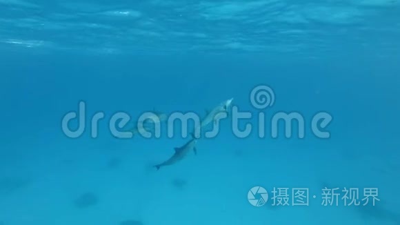 一群幼海豚在蓝水中嬉戏视频