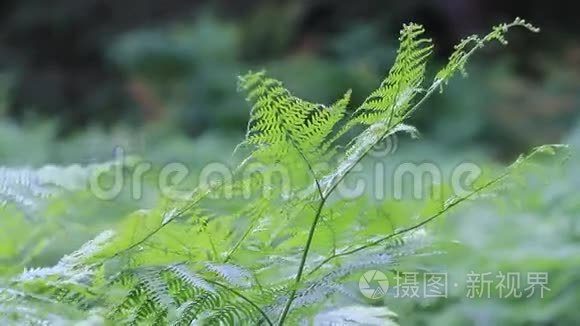 自然界中的蕨类植物