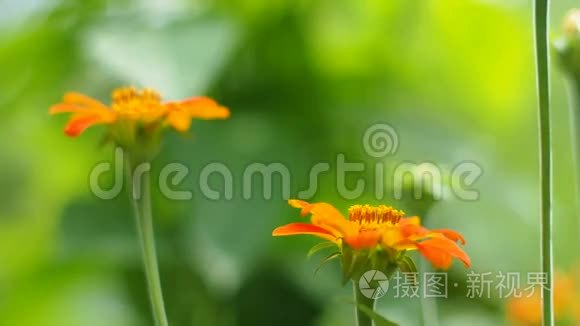 蝴蝶吃花粉花视频