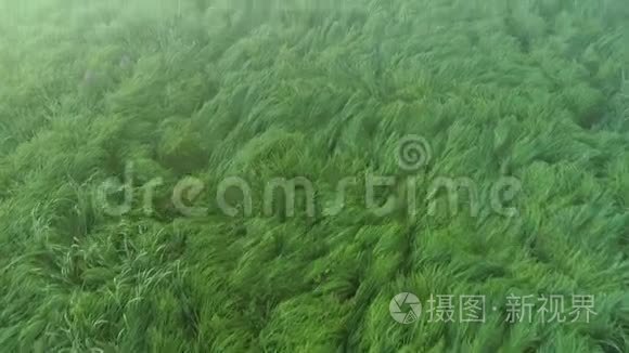 雾气蒙蒙的晨景绿油油的沼泽树视频