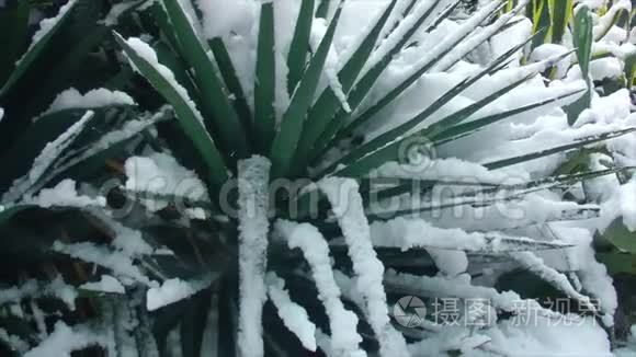 满是雪的棕榈树