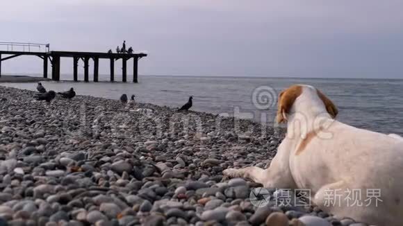 无家可归的饥饿的狗捕食鸽子，躺在大海的石岸上。 狂野不快乐的流浪狗。