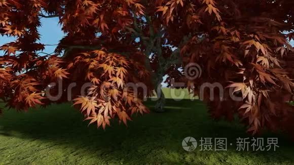 树枝上的栗树叶子视频