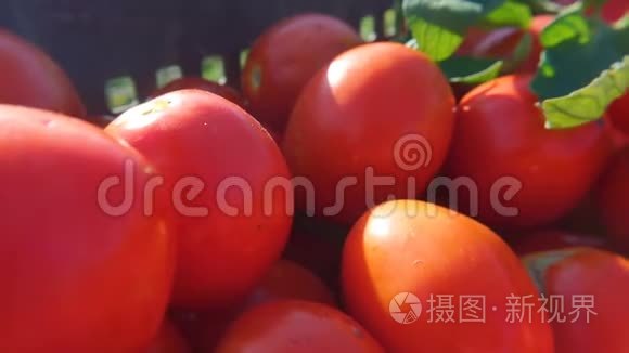 在食品店的盒子里放着新鲜成熟的番茄。 健康的饮食。