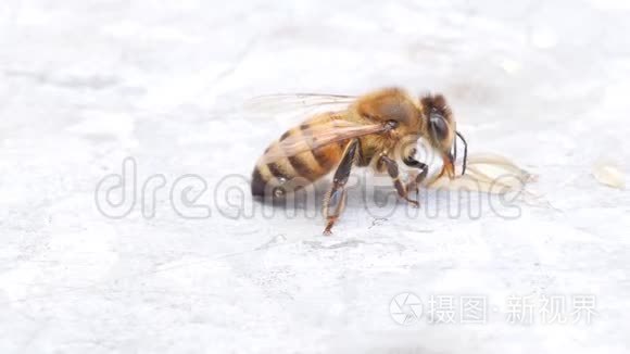 蜜蜂用牛鼻子收集蜂蜜视频