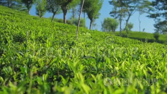 茶树种植园与树木近距离慢动作视频