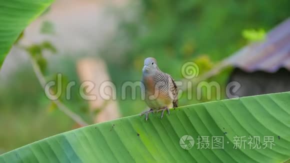 斑马鸽在香蕉树上啼叫栖息视频