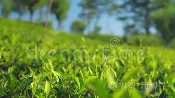 茶树种植园与树木近距离慢动作视频