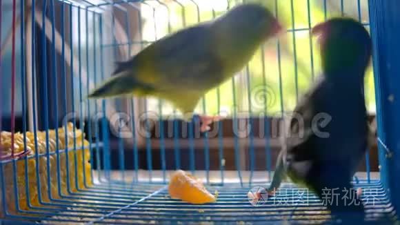 两只小鹦鹉一起在笼子里玩耍视频