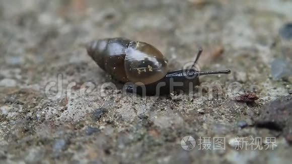 水泥上的小长蜗牛