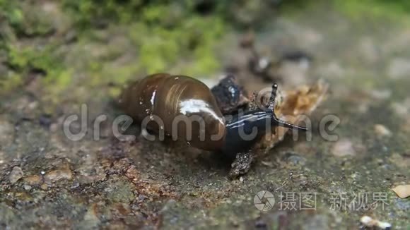 水泥上的小长蜗牛视频