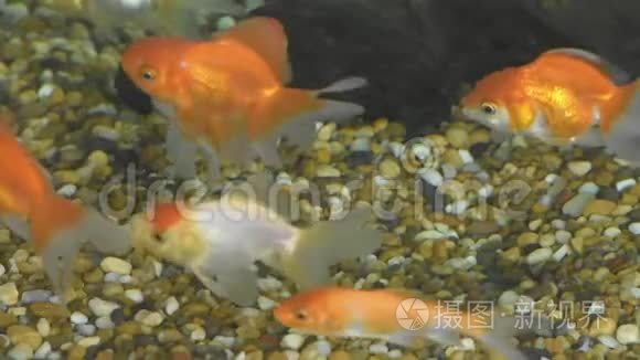 金鱼在水族馆表面的石头中游动视频