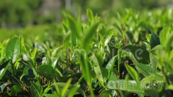 种植园特写镜头上的茶树小枝视频