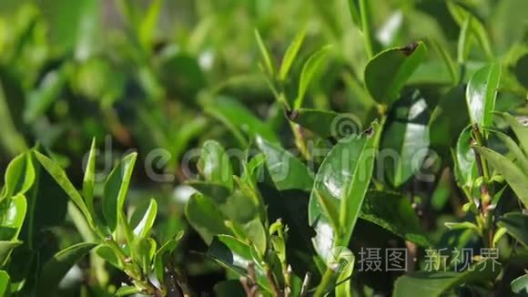 种植园特写镜头上茶树嫩枝视频