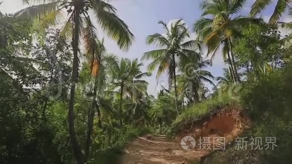 令人惊叹的丛林之路上的棕榈树和植物