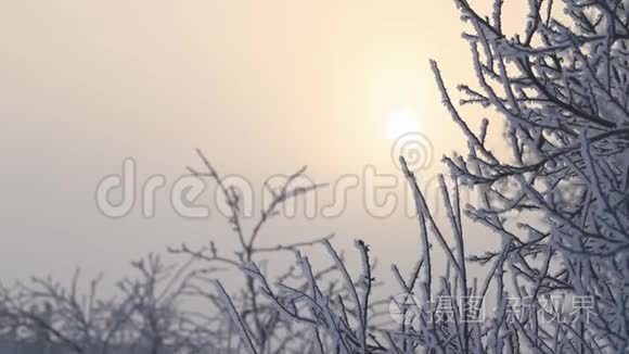 冬天的阳光和雪覆盖着树视频