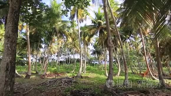 棕榈树和野生海滩植物360度圆景