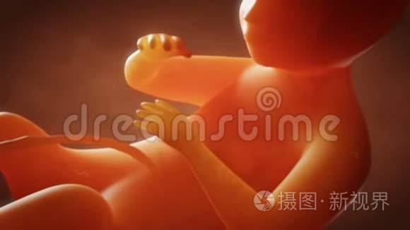 人类胚胎特写视角视频