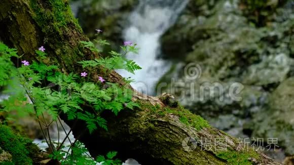 春天的鲜花和瀑布视频