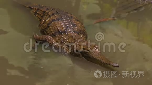 淡水鳄鱼在浅水中等待视频