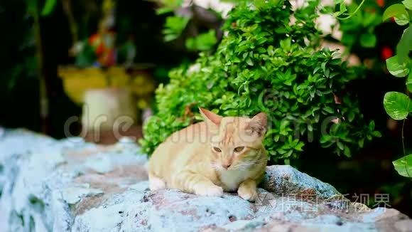 猫蹲在泰国