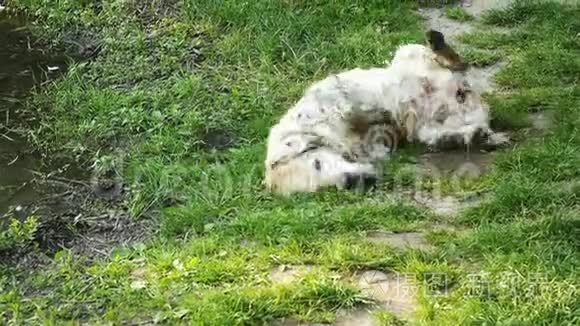有趣的又脏又湿的猎犬或拉布拉多犬在草坪上抓着他的背，狗在游泳后摇动着水