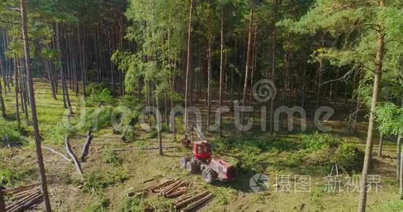 森林收割机砍倒了一棵大松树视频