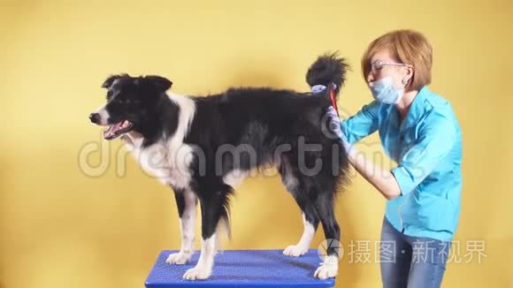 专业兽医医生检查一条狗的尾巴。 女人正在刷牙宠物。
