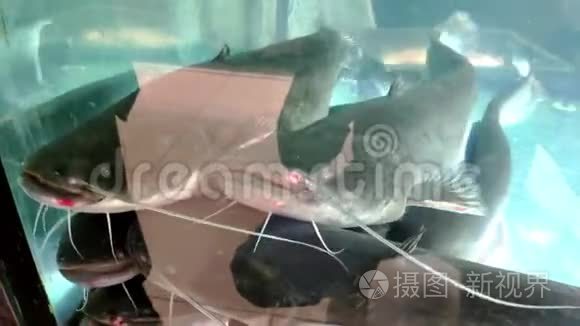 超市里水族馆里的河鱼鲶鱼特写视频