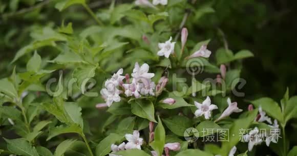 桔子茉莉，白色桔子茉莉花，绿色的叶子在花园里盛开。特写镜头