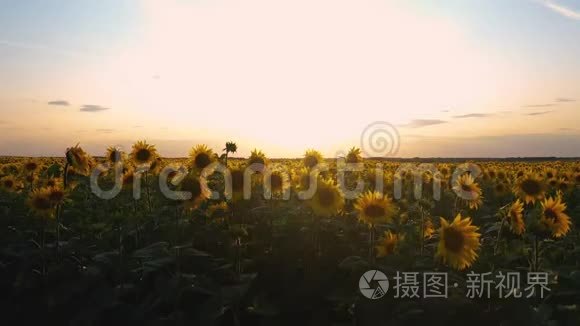 四翼飞机在美丽的日落背景下的一片盛开的向日葵上起飞