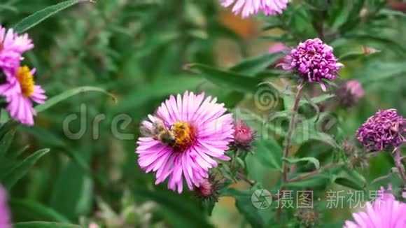 靠近一只蜜蜂采集花蜜花粉视频