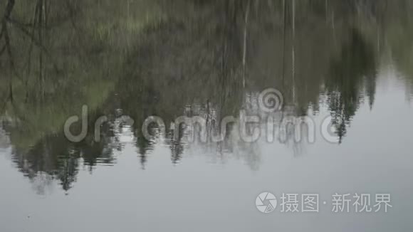 湖水中树木的倒影视频