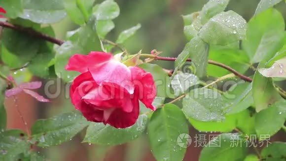 暴风雨过后飘来的玫瑰花丛视频