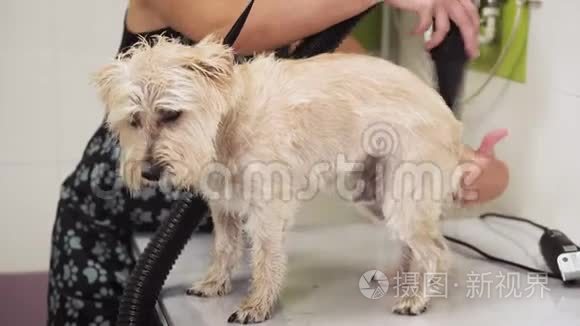 狗的梳理。宠物美容师用吹风机吹干湿狗毛。动物美容院慢动作。