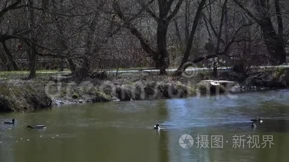 海鸥在河的水面上飞来飞去视频