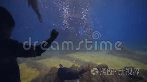 海洋馆里的海洋生物，看着海豹在水族馆里游进清澈的蓝色水域