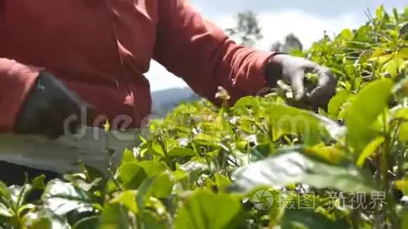 当地印度妇女从高地的绿色灌木丛中采摘新鲜叶子的低角度视角。 几乎无法辨认