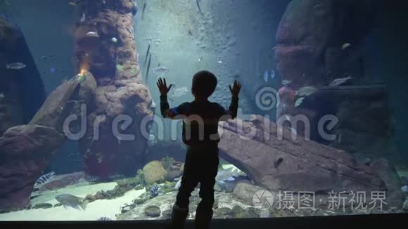 小男孩看着美丽的水下世界，有许多不同的鱼在水族馆里游泳。