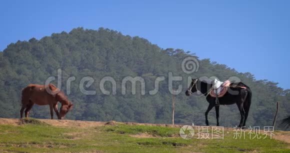 在越南山区放牧的马视频