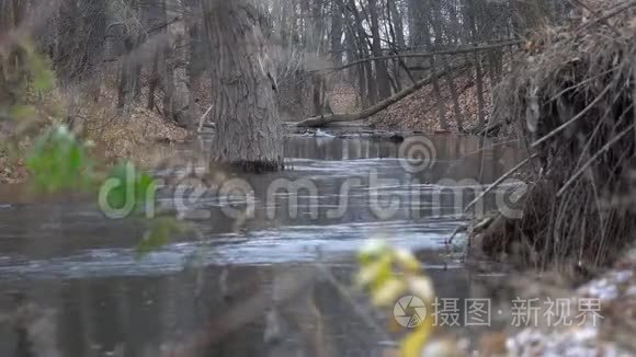 森林中的小河流在深秋阴天视频